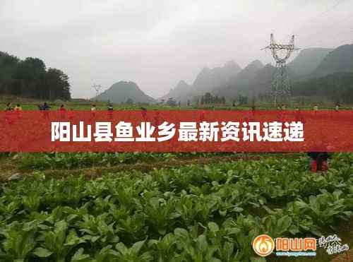 阳山县鱼业乡最新资讯速递
